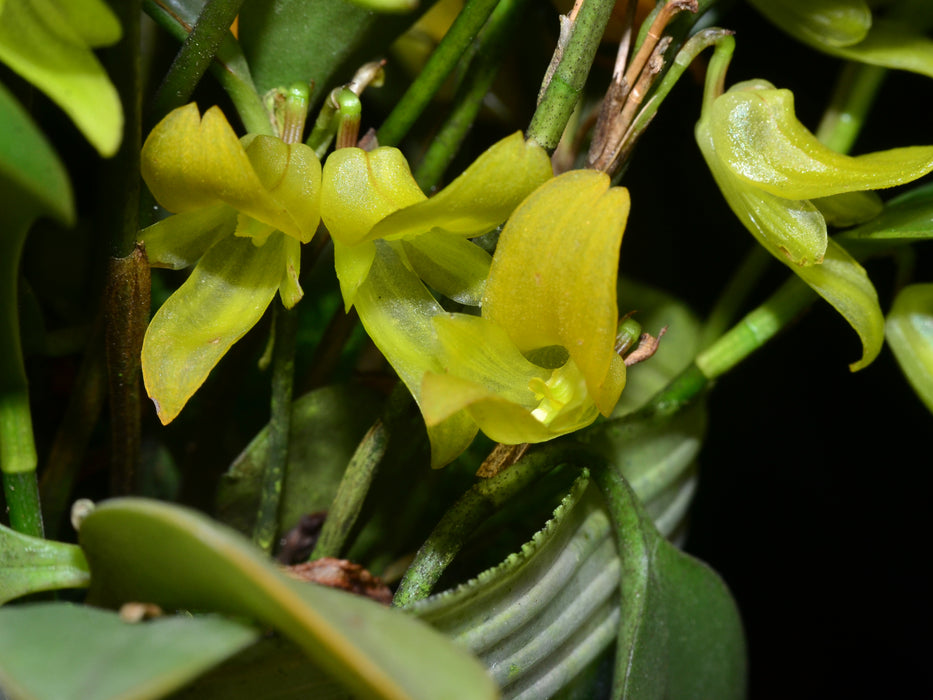 Pleurothallis brenneri xanthinum