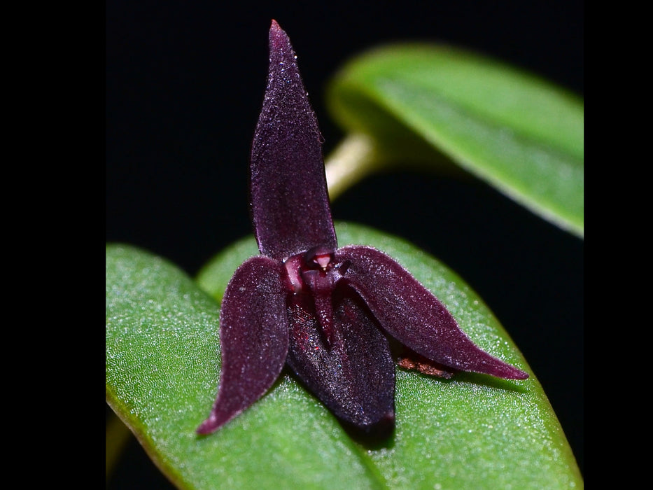 Pleurothallis bucranon