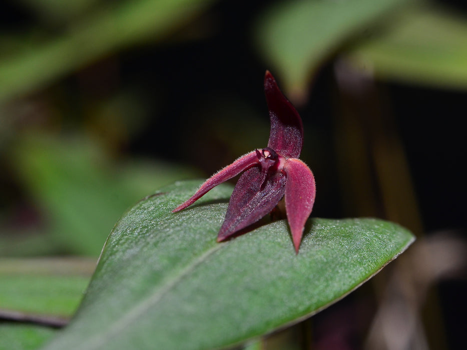 Pleurothallis bucranon