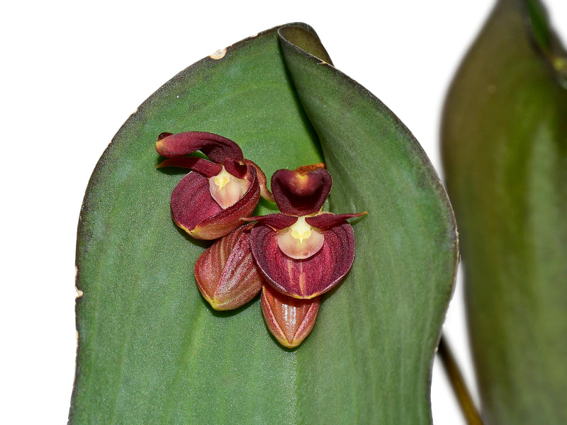 Pleurothallis calceolaris