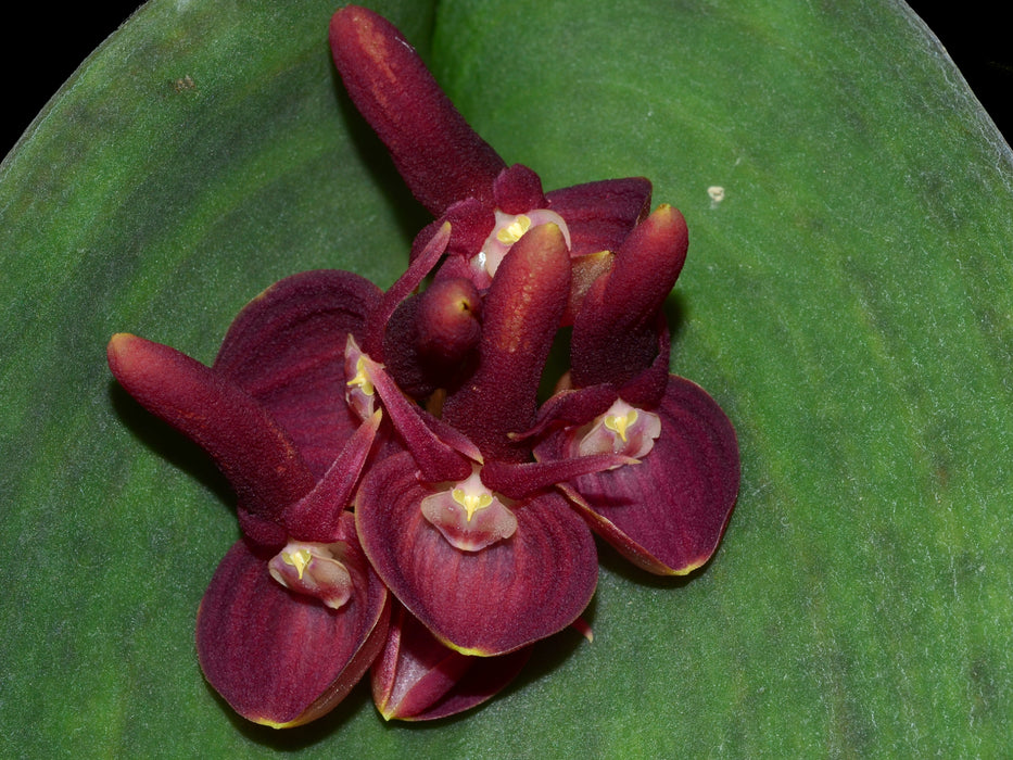 Pleurothallis calceolaris