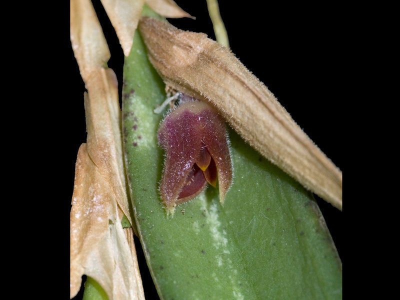 Pleurothallis calypso