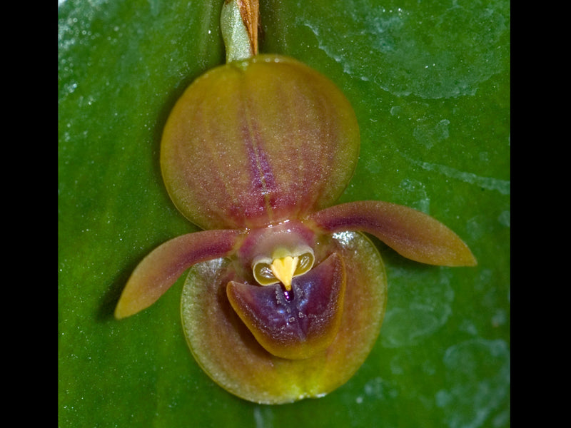 Pleurothallis canidentis
