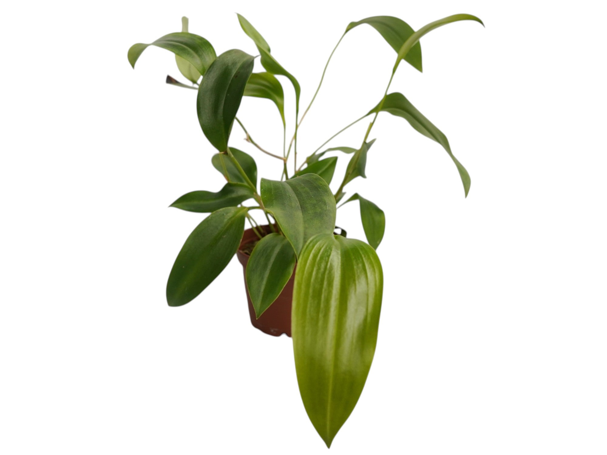Pleurothallis cardiochila