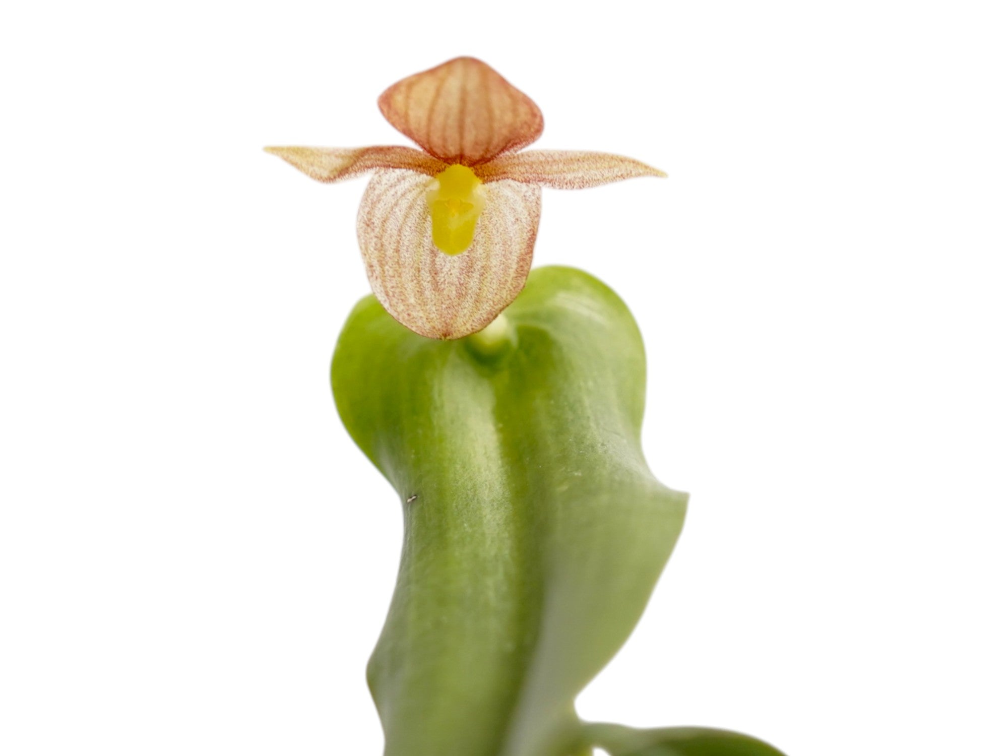 Pleurothallis cardiostola f. magnidraba