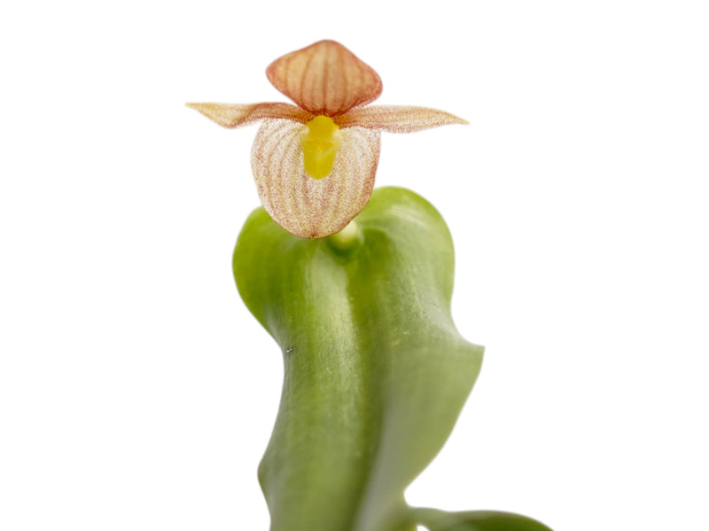 Pleurothallis cardiostola f. magnidraba