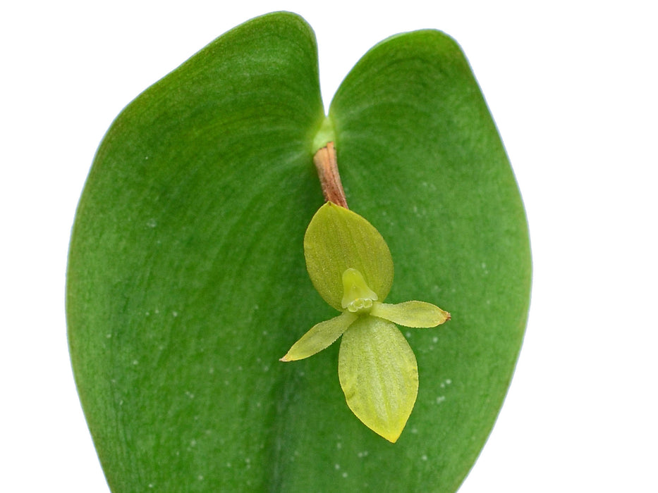 Pleurothallis cardiostola f. xanthina