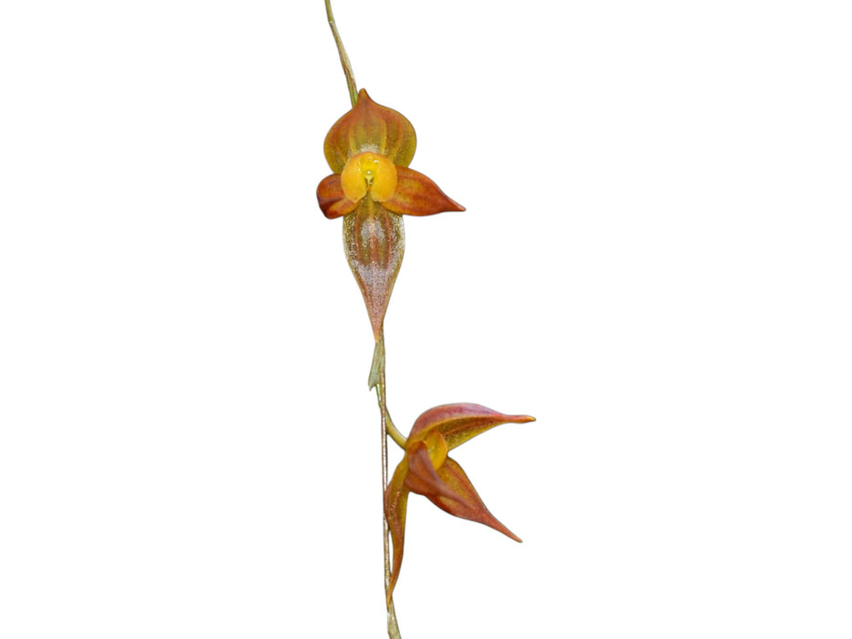 Pleurothallis caucensis