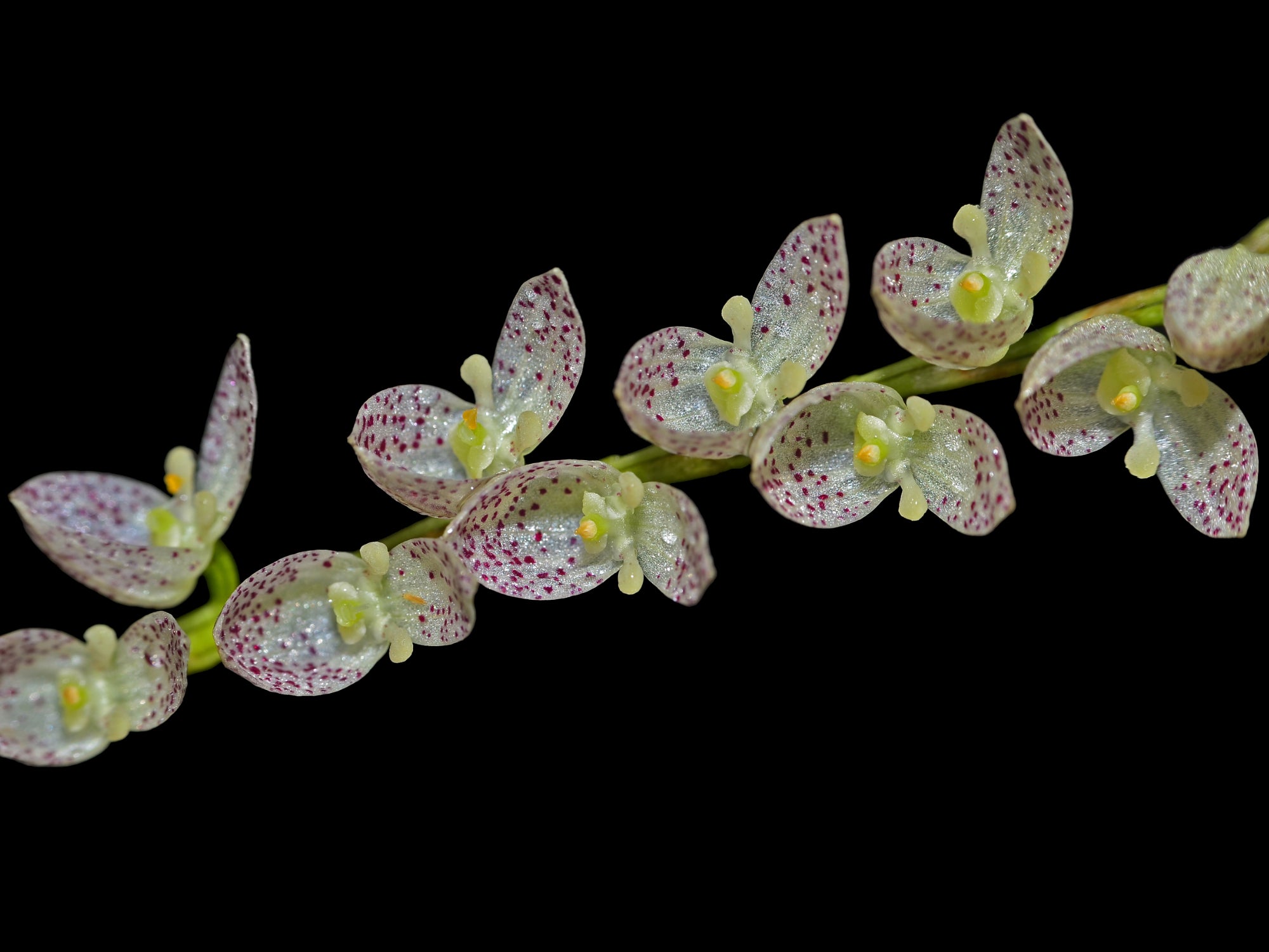Pleurothallis colossus