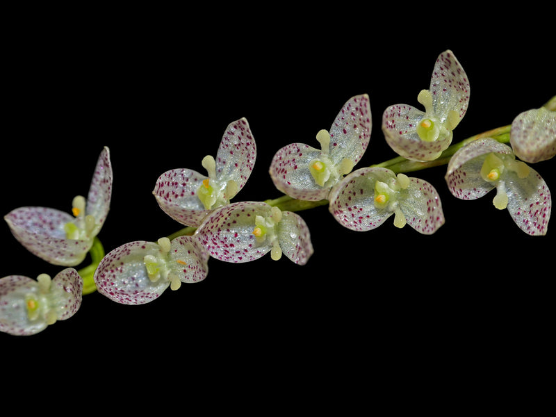 Pleurothallis colossus