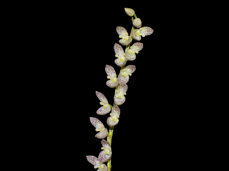 Pleurothallis colossus