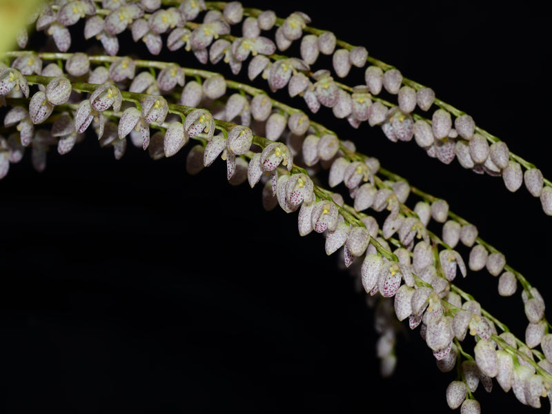 Pleurothallis colossus