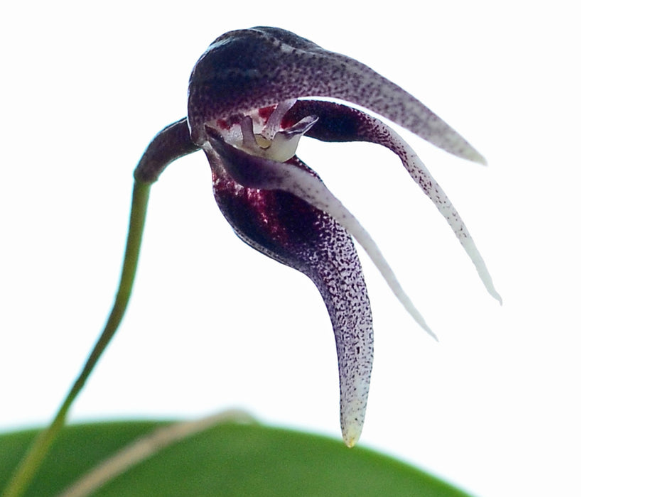 Pleurothallis condorensis