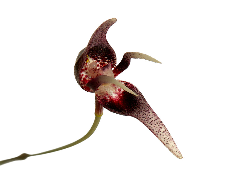 Pleurothallis condorensis