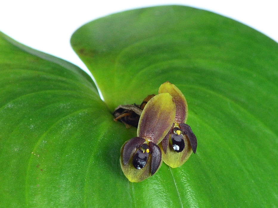 Pleurothallis cordata