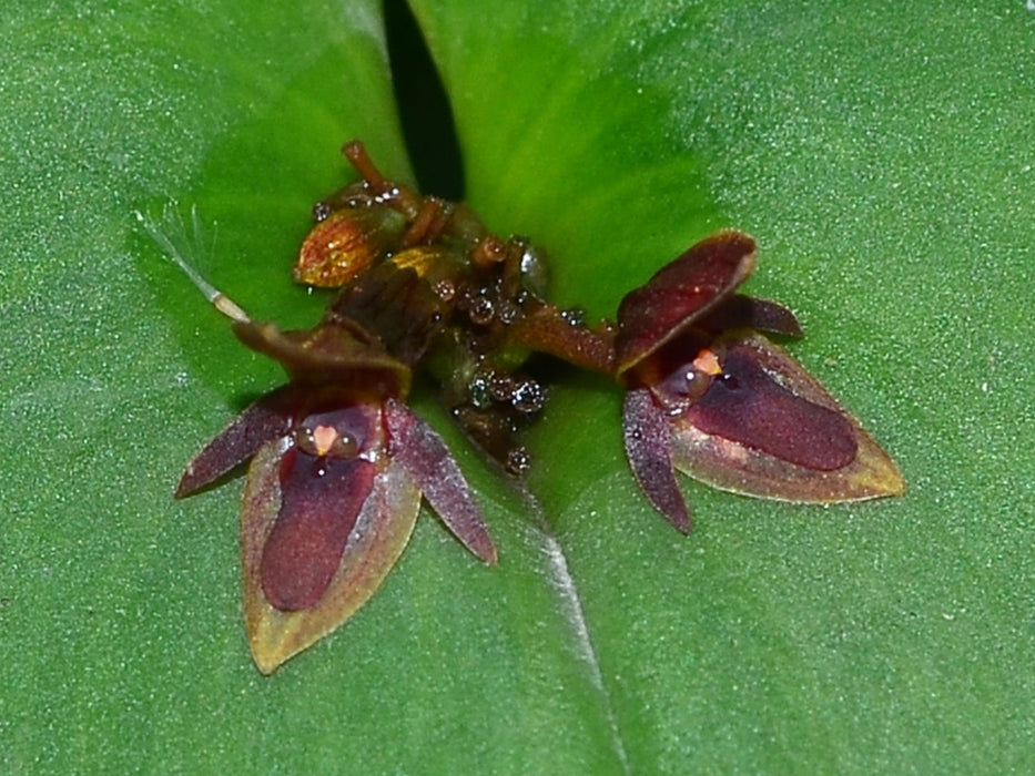 Pleurothallis cordata subsp. rhopalocarpa