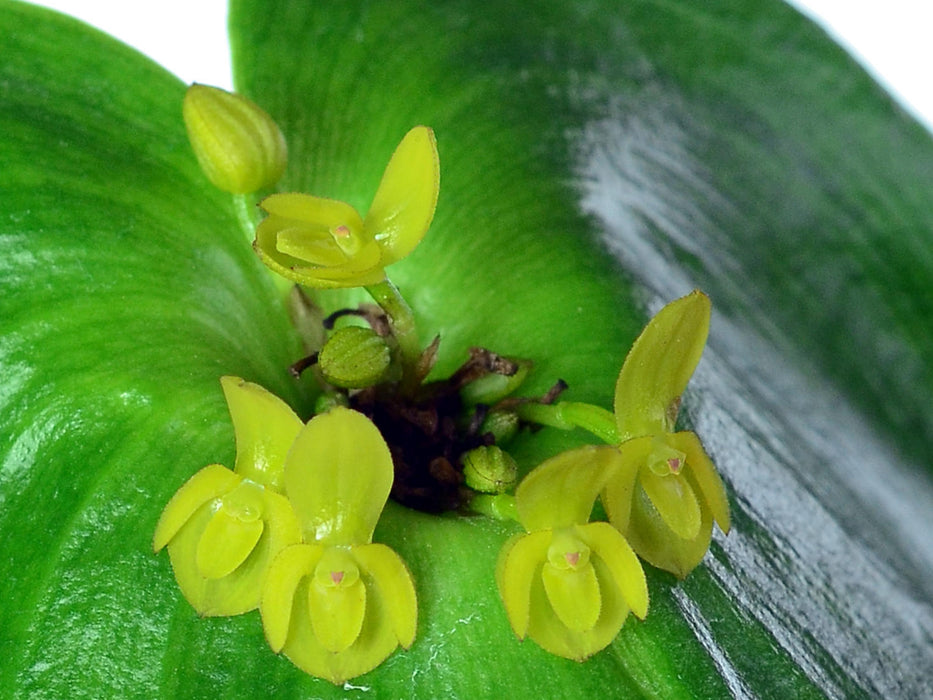 Pleurothallis cordata var xanthinum