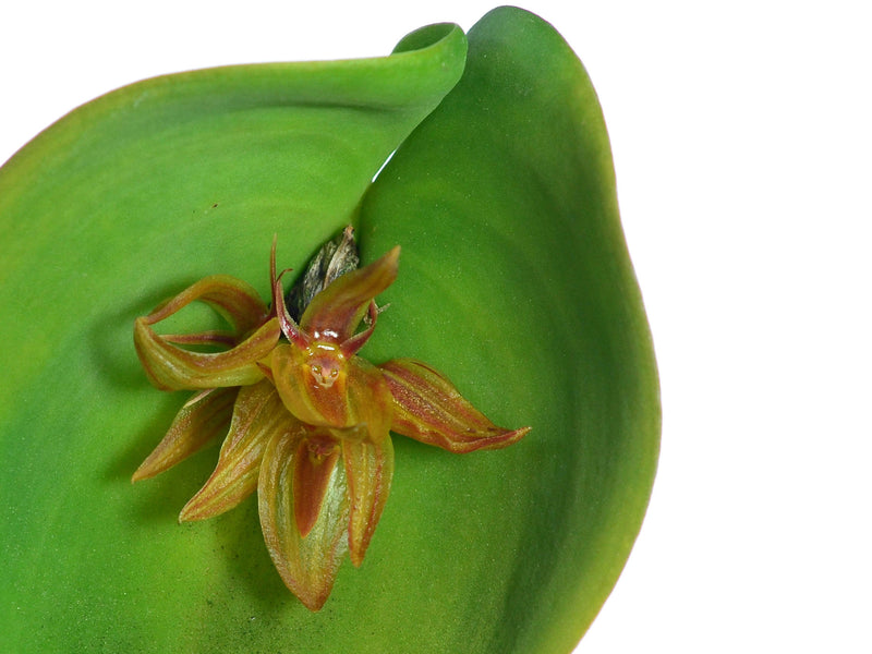 Pleurothallis coriacardia