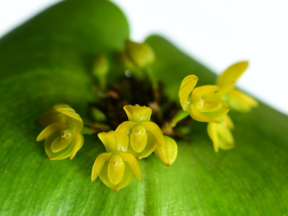 Pleurothallis coriacardia yellow