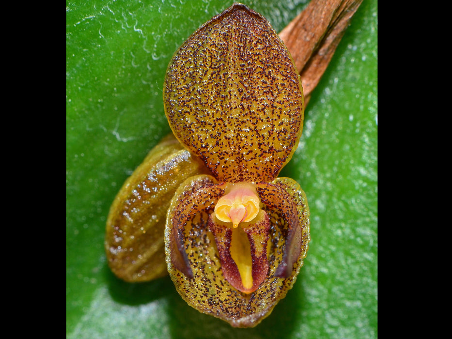 Pleurothallis crateriformis