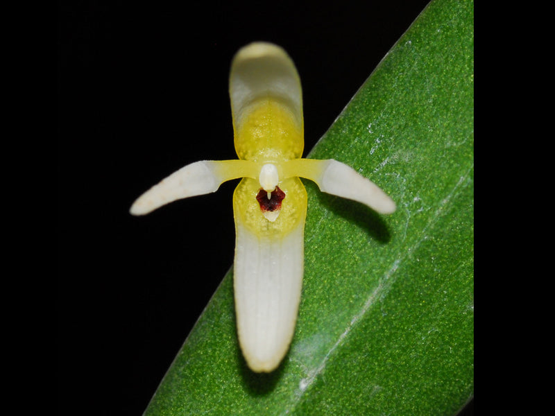 Pleurothallis crocodiliceps