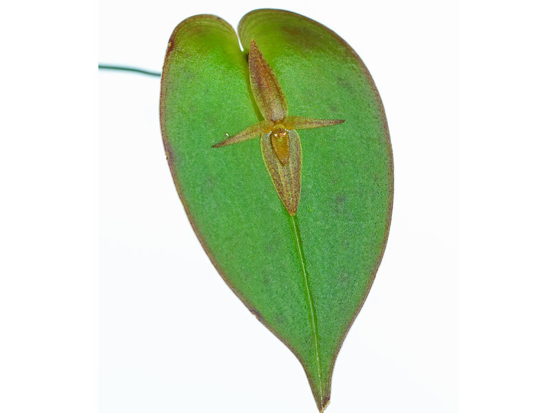 Pleurothallis crucifera