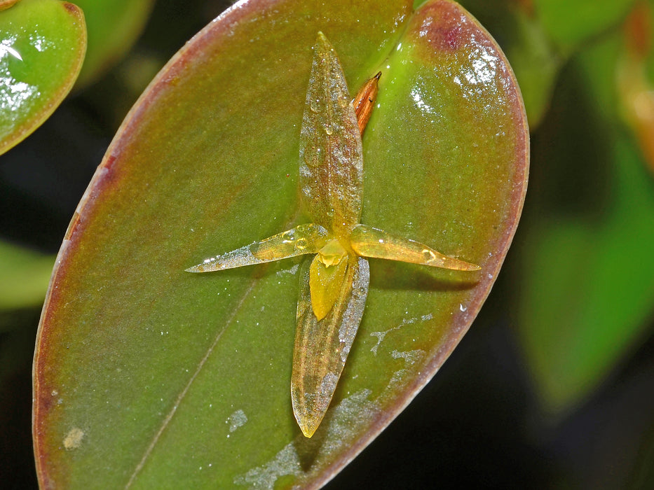 Pleurothallis crucifera