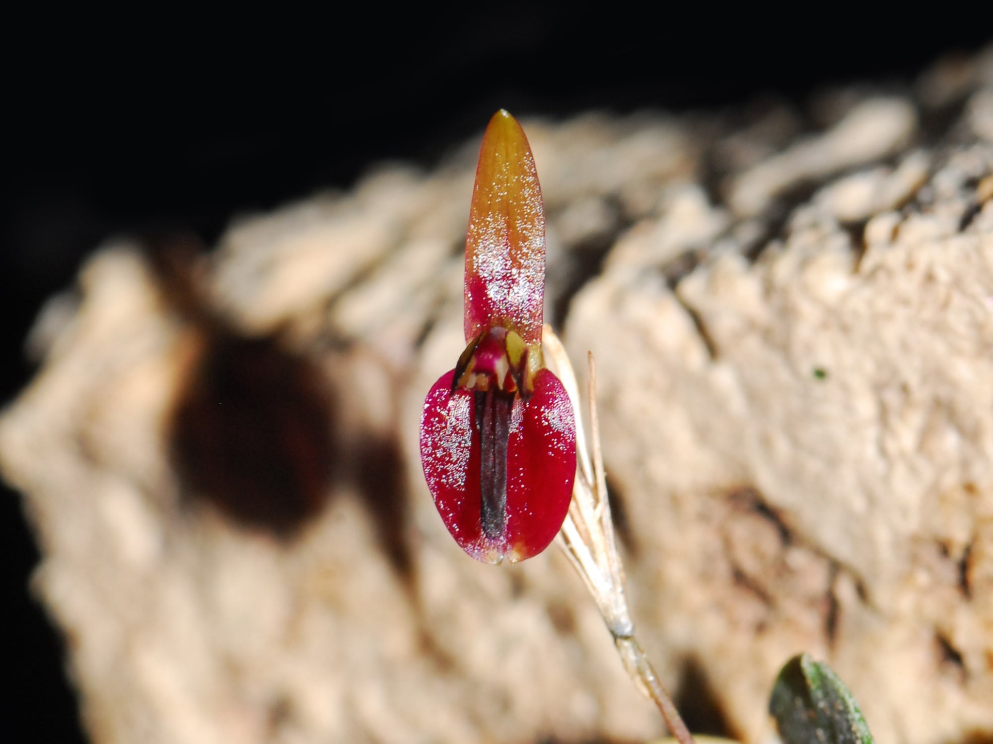 Anathallis cuspidata