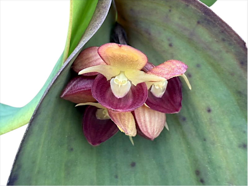 Pleurothallis cyanea