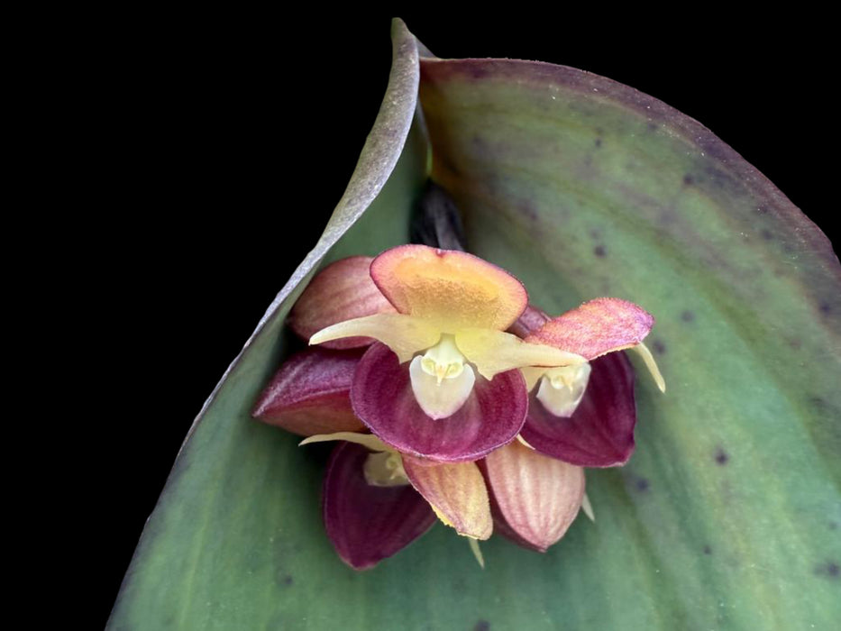 Pleurothallis cyanea