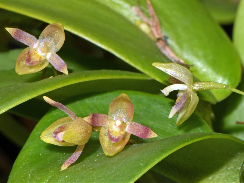 Pleurothallis cypelligera