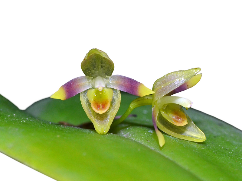 Pleurothallis cypelligera