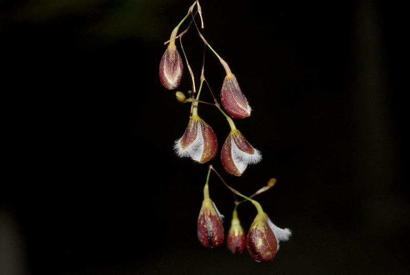 Pleurothallis cypripedioides