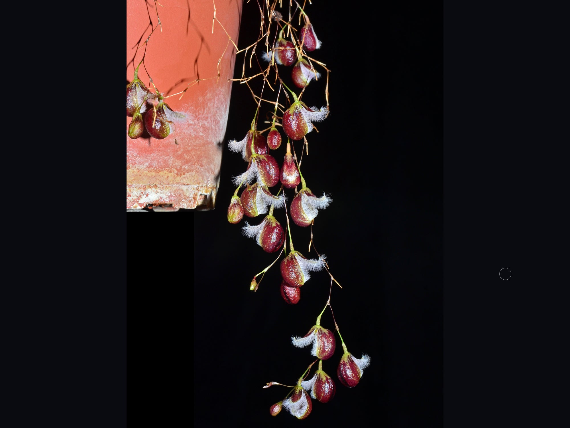 Pleurothallis cypripedioides – Pendant Cascading Fringed Andean