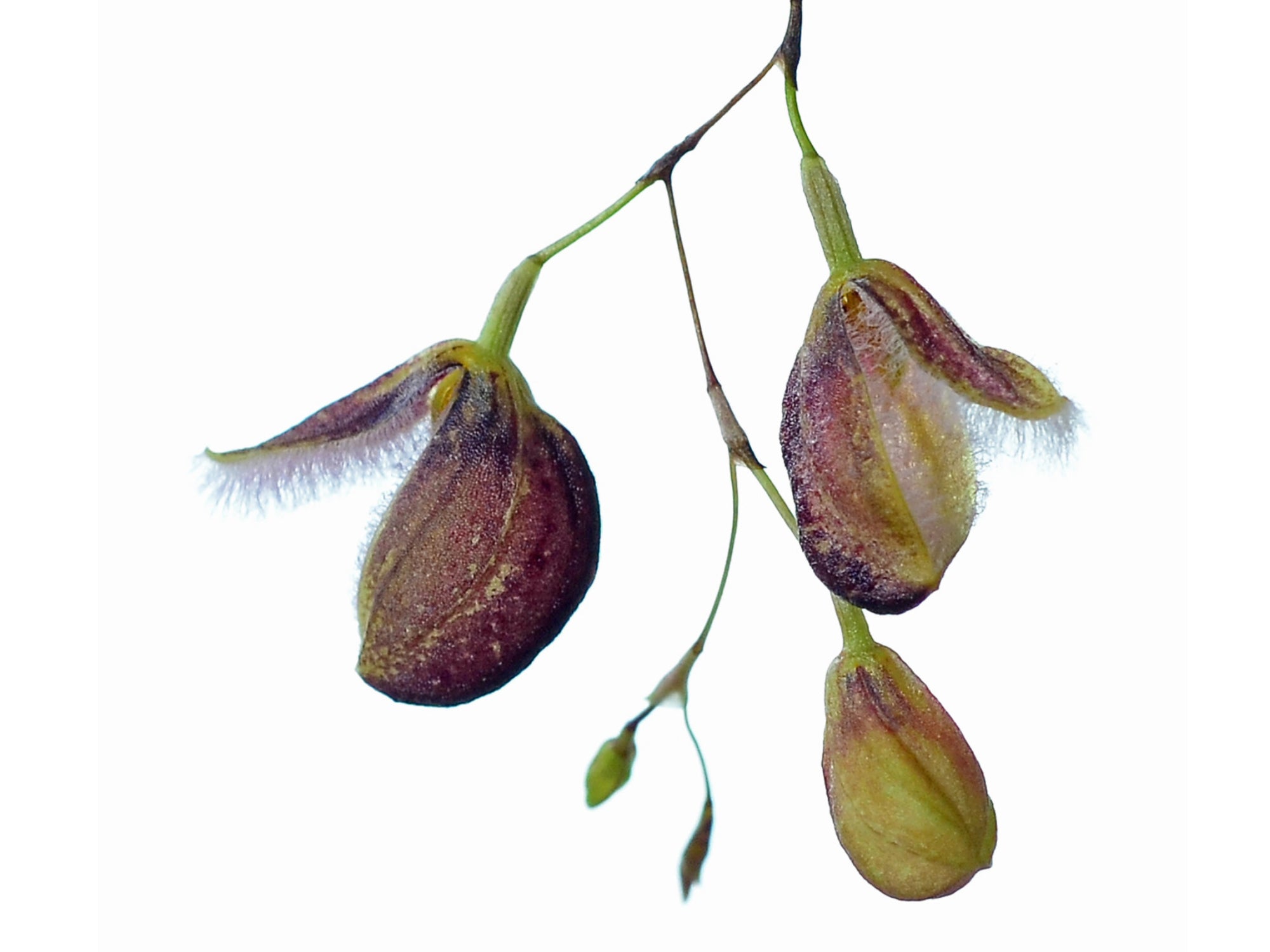 Pleurothallis_cypripedioides.