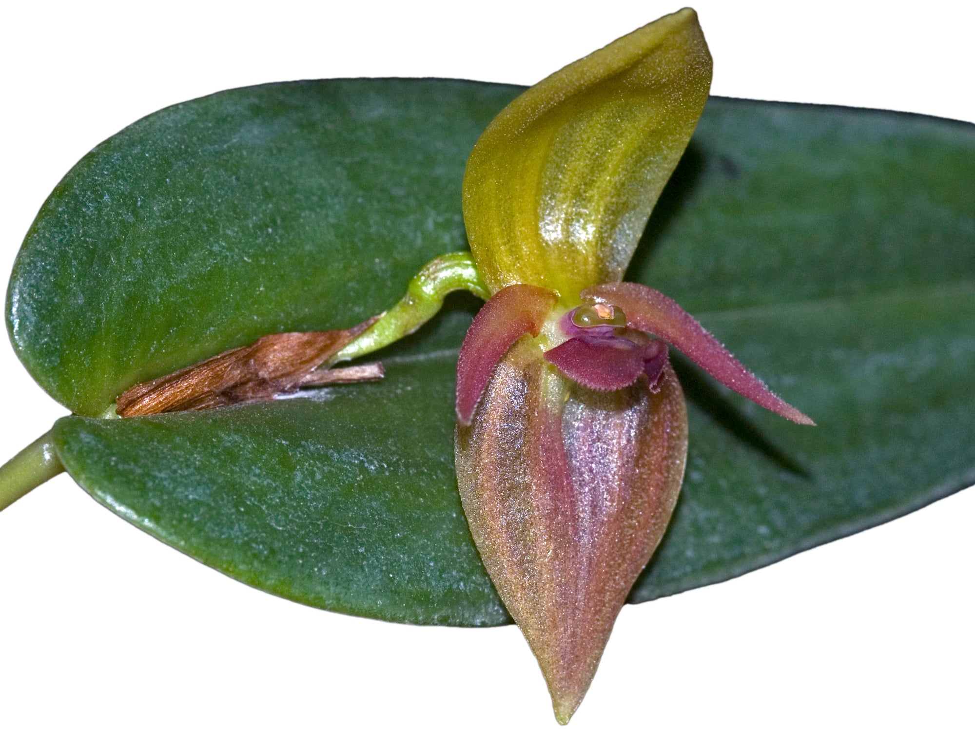 Pleurothallis deflexa