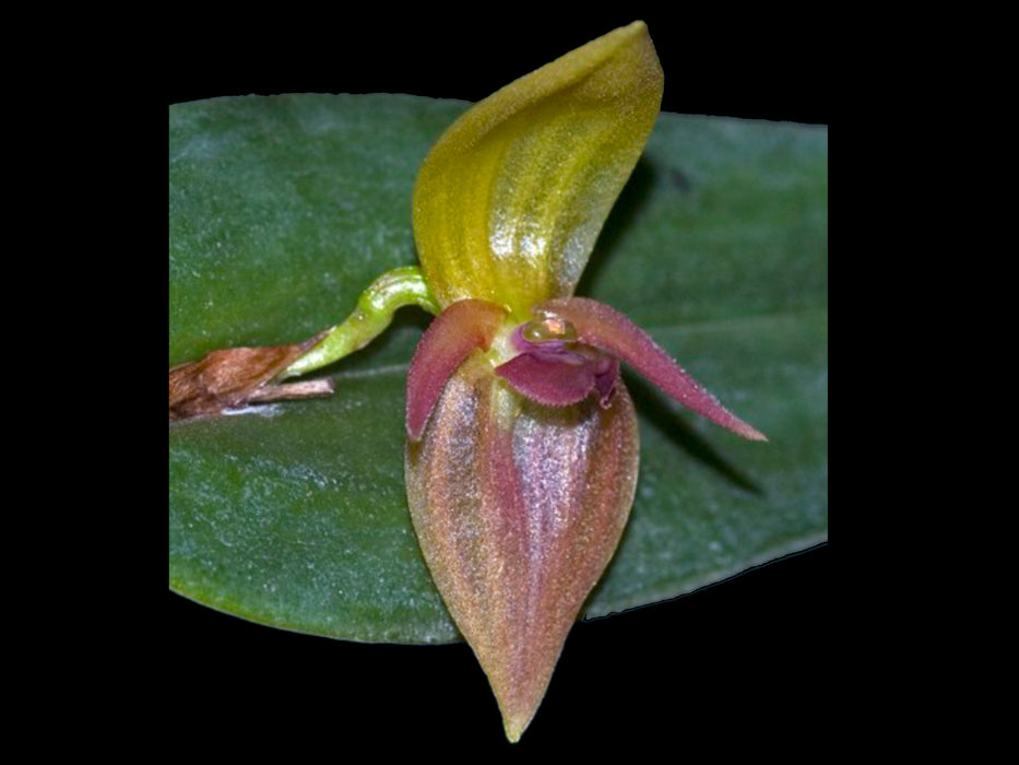 Pleurothallis deflexa