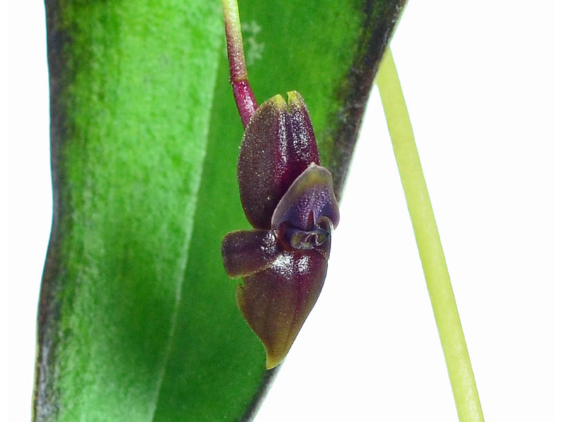 Pleurothallis diabolica