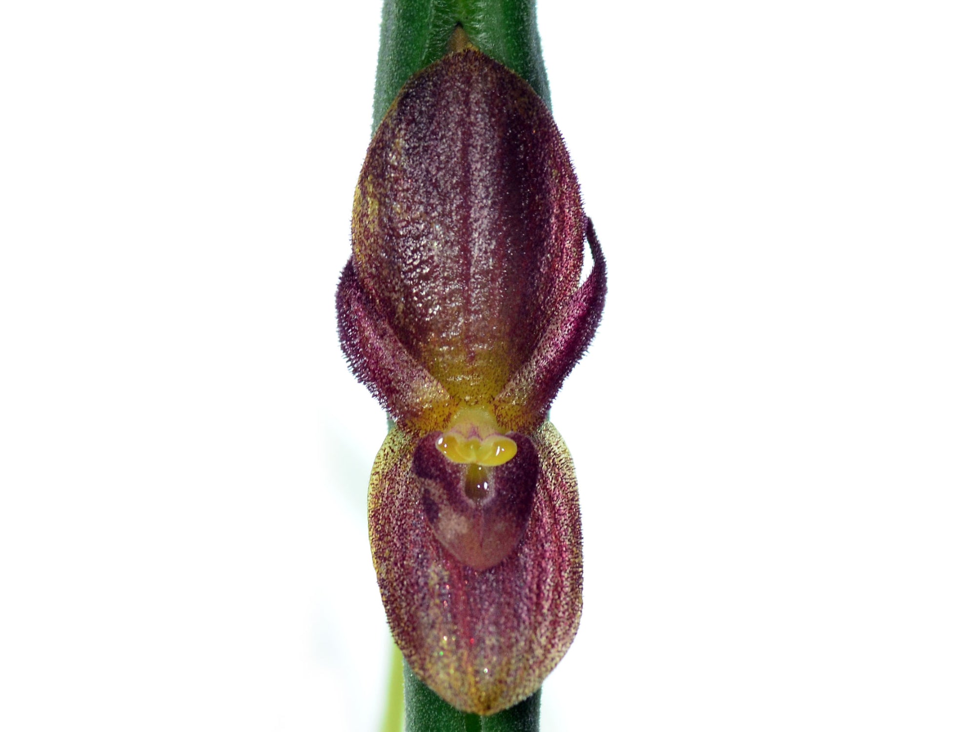 Pleurothallis dilemma