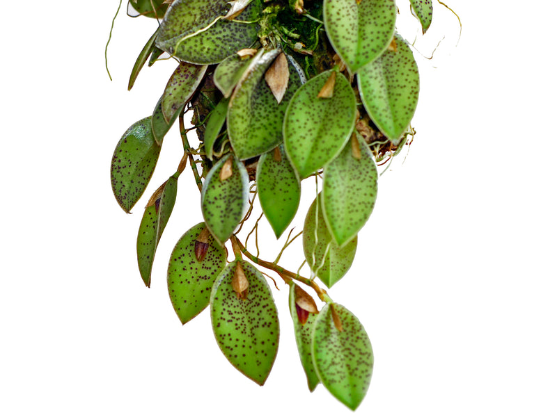 Acianthera dodsonii