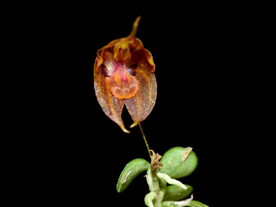 Pleurothallis dressleri