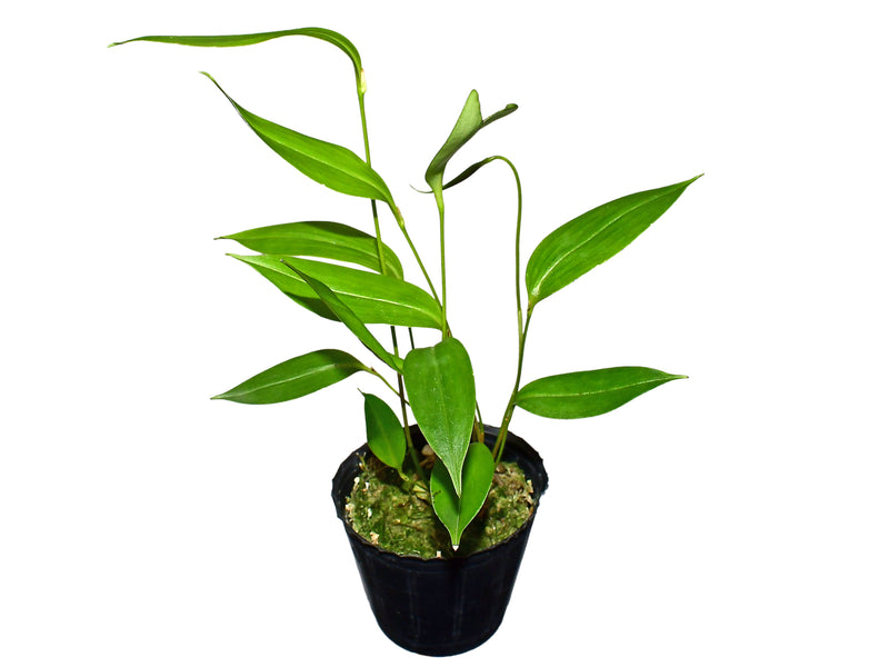 Pleurothallis eccentrica