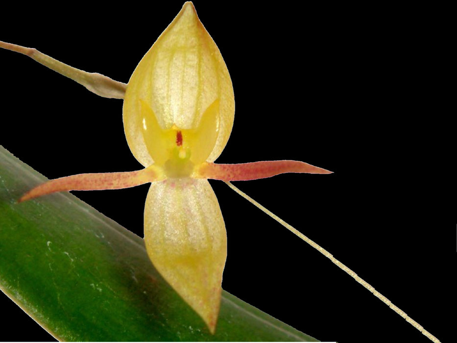 Pleurothallis eccentrica