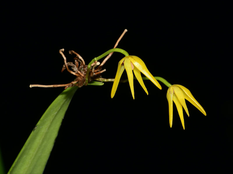 Pleurothallis ecomingae