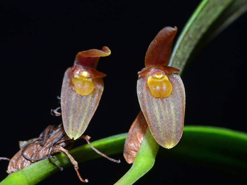 Pleurothallis ensata