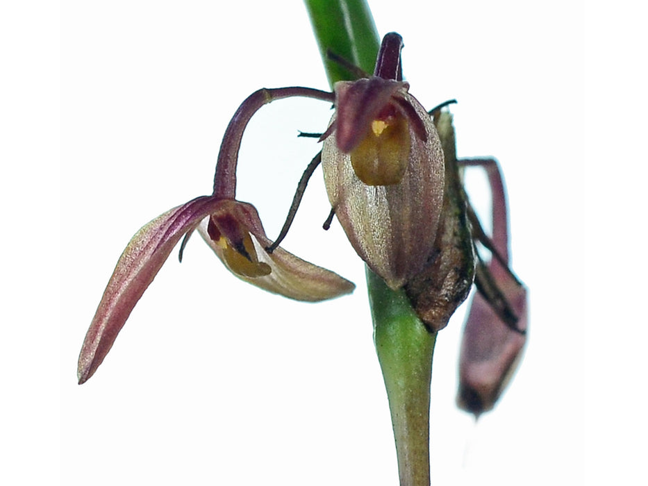 Pleurothallis ensata