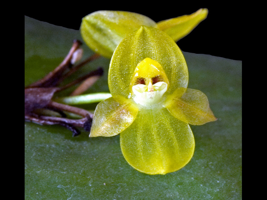 Pleurothallis epiglottis