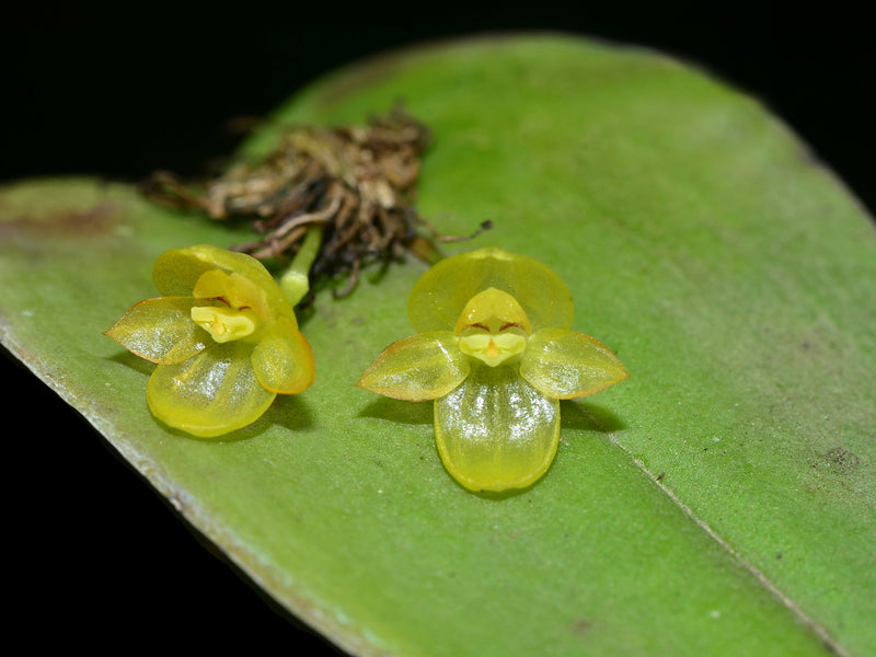 Pleurothallis epiglottis