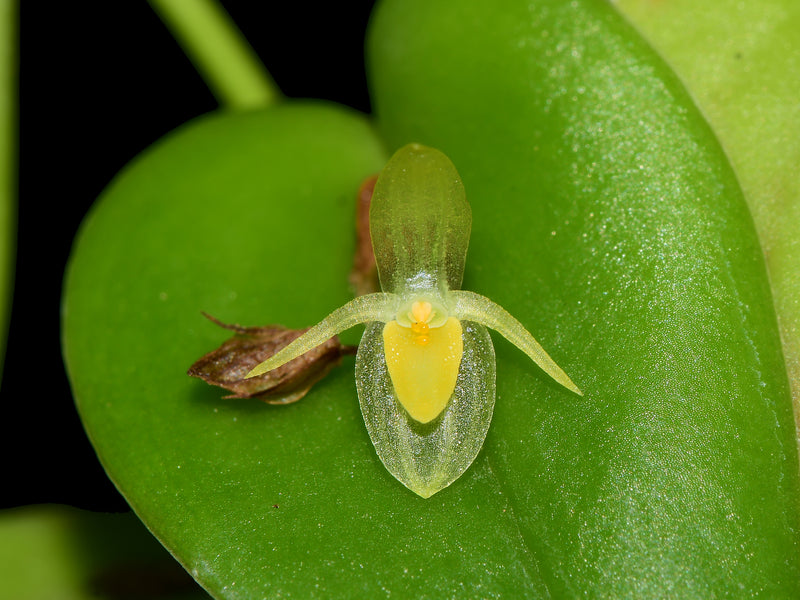 Pleurothallis erythrium