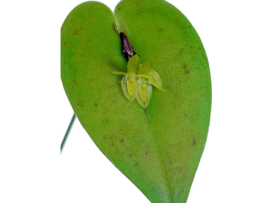 Pleurothallis erythrium